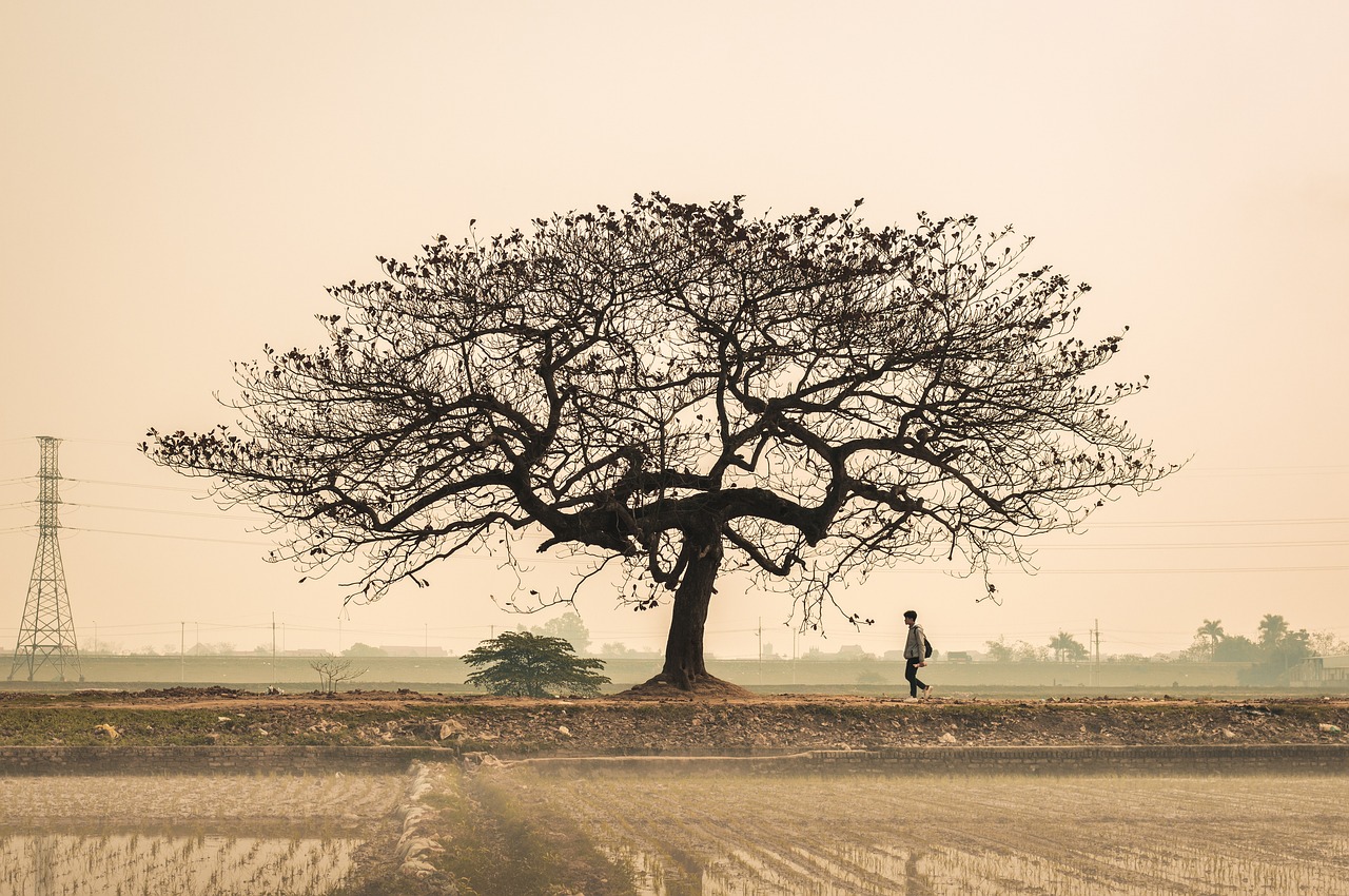 Arbre